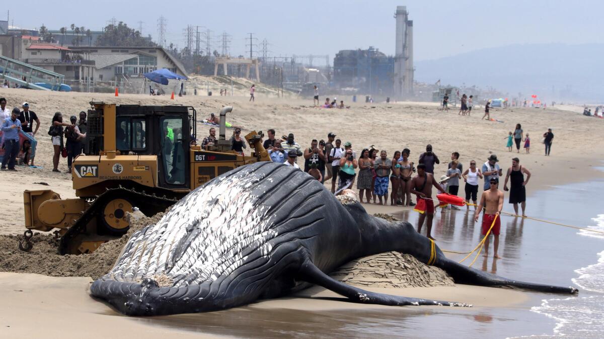 A bulldozer attempts to push a dead 40-foot humpback whale that washed up on Dockweiler State Beach in Los Angeles on July 1.