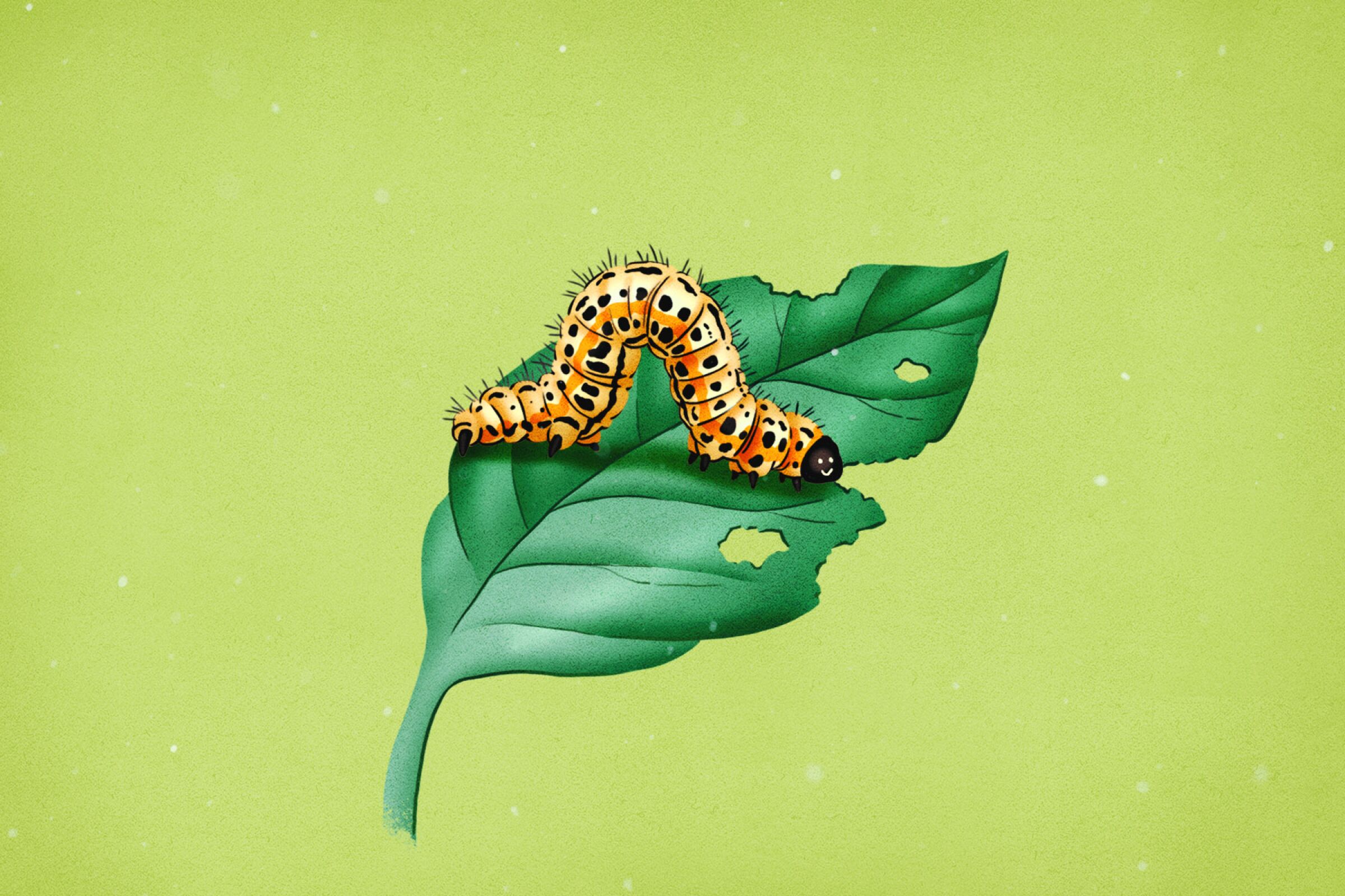 Exterminators Roanoke