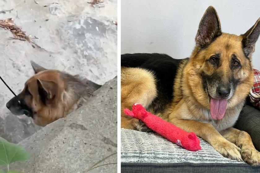 Malibu, California-A group of hikers found a German shepherd on July 3, 2024 with zip-ties around its neck and snout. The dog, now named Argon, sheepishly approached the hikers who were able to coax him into letting them take the tie off its mouth before police and animal control arrived, the group In Defense of Animals said in a news release. (In Defense of Animals)