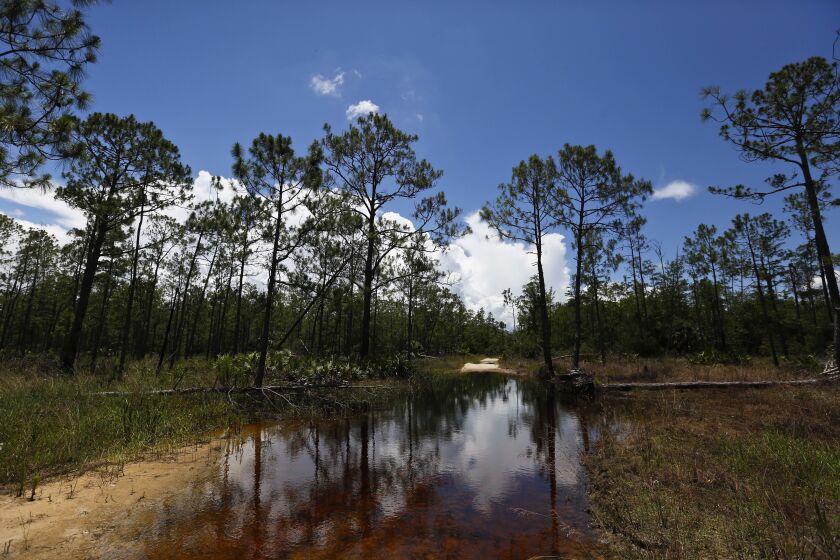 FILE - A puddle blocks a path that leads into the Panther Island Mitigation Bank on June 7, 2018, near Naples, Fla. Congress on Wednesday, March 29, 2023, approved a resolution to overturn the Biden administration’s protections for the nation’s waterways that Republicans have criticized as a burden on business, advancing a measure that President Joe Biden has promised to veto. (AP Photo/Brynn Anderson, File)