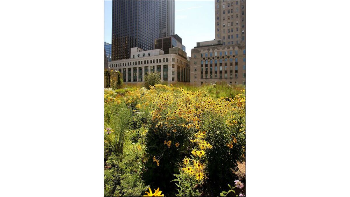 Chicago's first green roof was installed atop City Hall in 2000.