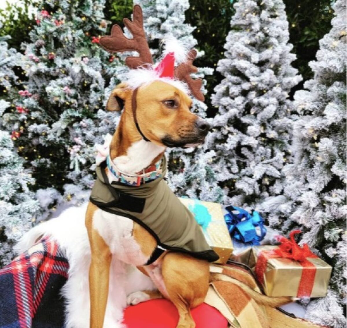 Aspen, a 2-year-old rescued boxer mix, donned antlers to host his Winter Wonderland display and holiday giveaway in La Jolla.