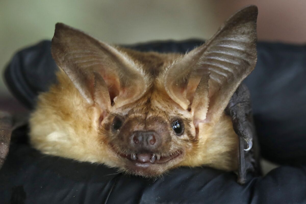 A brown bat.