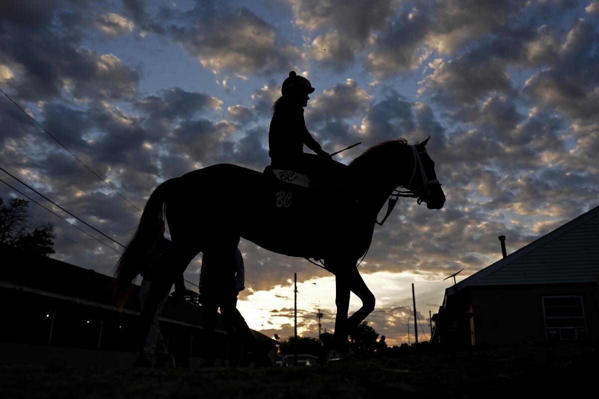 A horse heads back to a barn after a morning workout at Churchill Downs on Wednesday.