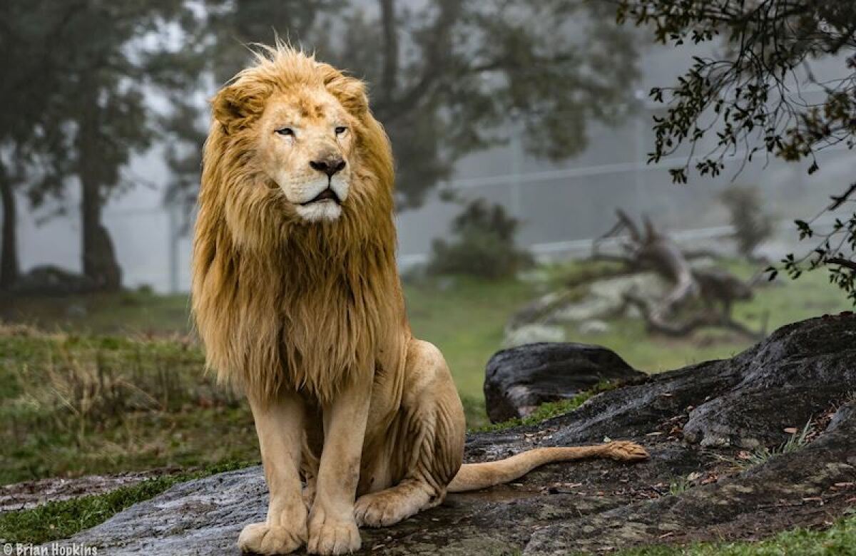 Lufuno (or Louie) was 12 when he was rescued, along with lions Zulu and Arusha, three years ago when a former animal trainer relinquished the trio to Lions Tigers and Bears. He is what is known as a white lion, a rare color mutation of the Southern African lion.