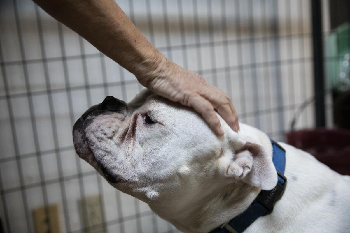 Babs Fry pets Don Juan, one of the dogs she cares for at her ranch in Jamul.