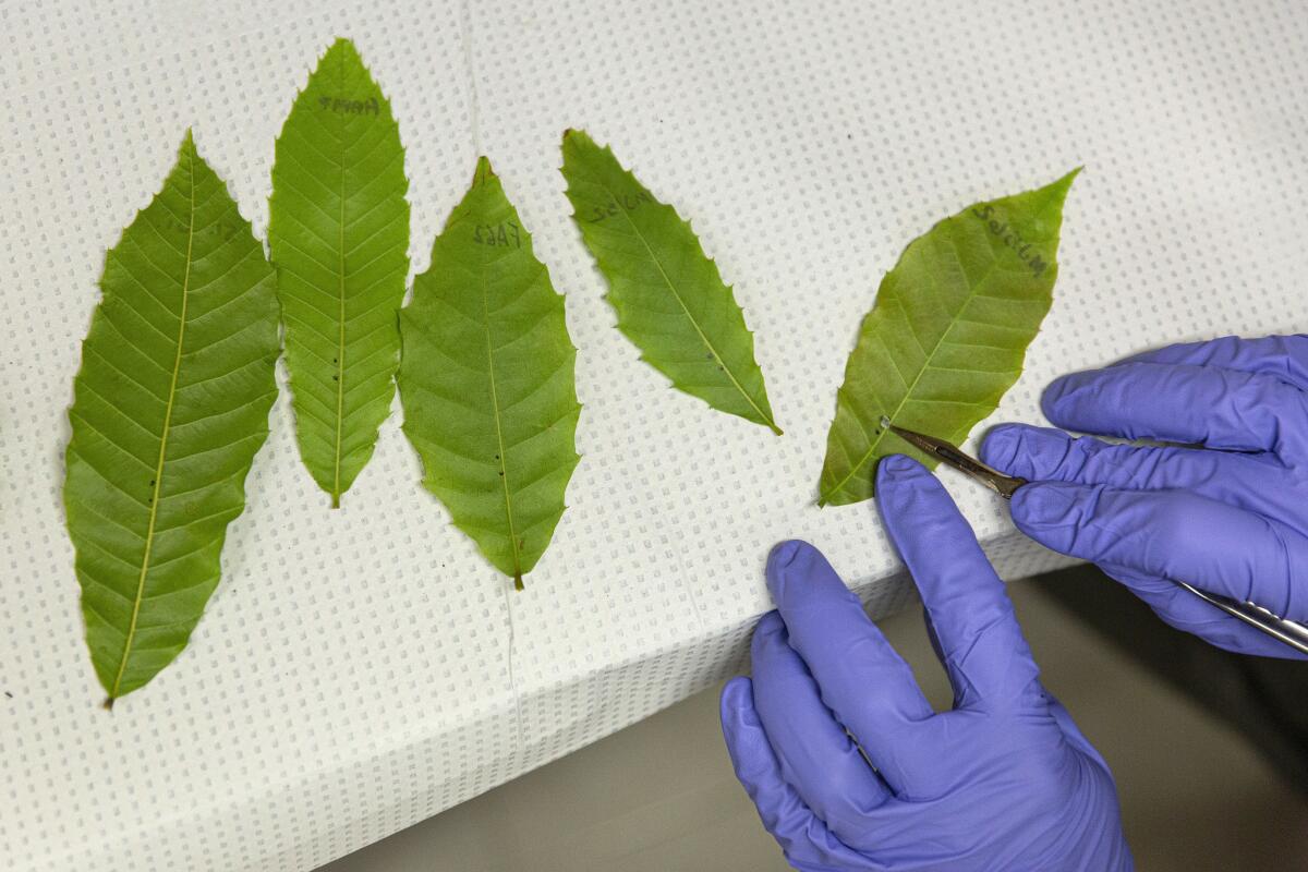 Graduate student Andy Newhouse exposes chestnut leaves to the blight fungus to test their susceptibility. (Allison Zaucha / For The Times)