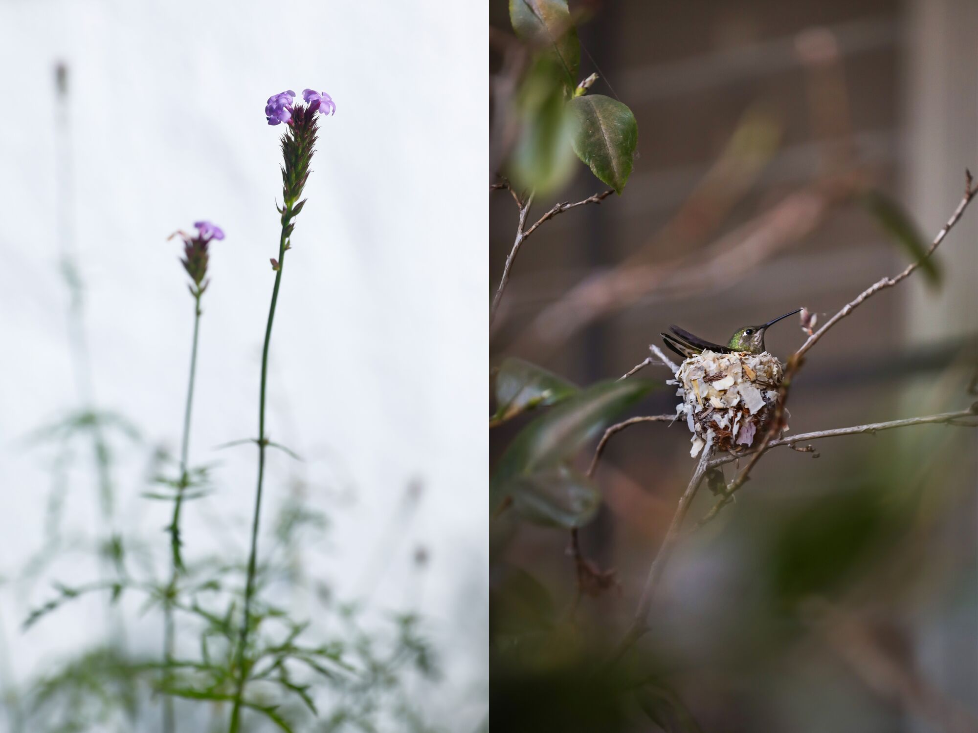 Lilac verbena, left, and a nesting hummingbird that frequently visits Barbara Chung's patio habitat.