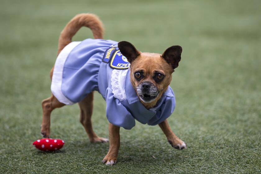 Bubbles, a Pug Chihuahua mix, has been at the Newport Beach Animal shelter for more than 1 year and has become a mascot for the facility.