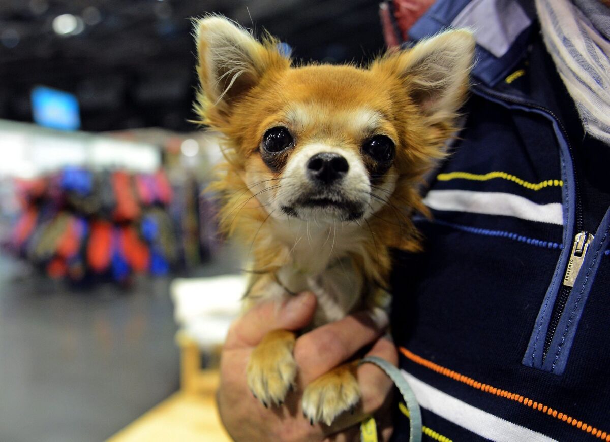 are chihuahuas descended from foxes