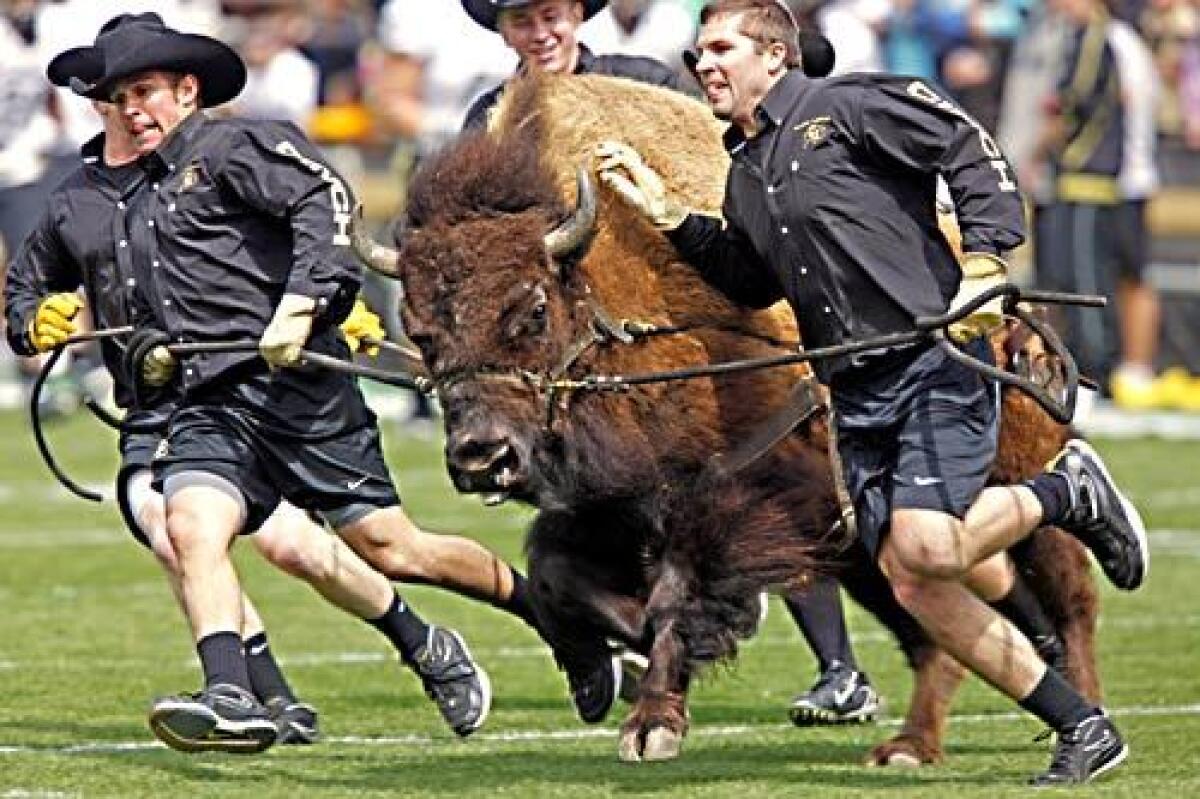 Handlers called "Ralphie runners" guide Ralphie V, the mascot of the University of Colorado, around the surface of folsom Field. It's a home game tradition in Boulder.