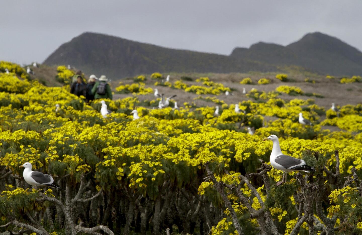 Sea gulls are plentiful on Anacapa Island. Deer mice, Anacapa's only native mammal, are bouncing back. The rats had been eating them as well.