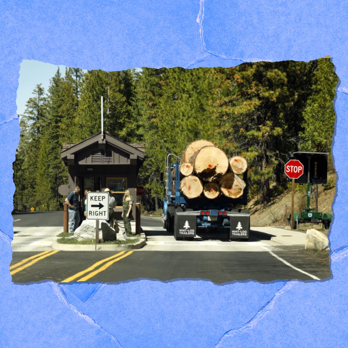 A semi with cut logs stacked in the back pauses at a stop sign.