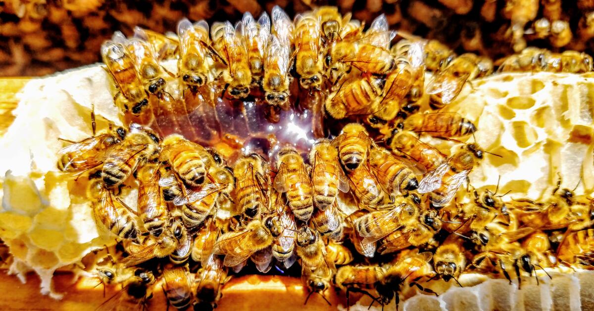 Garden Mastery: California's honeybee swarming season is moving in