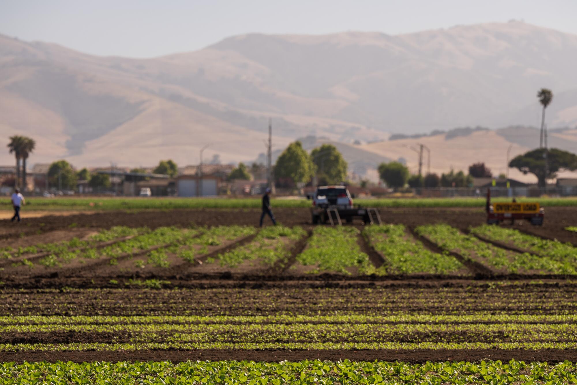 Lettuce grows in a farm as mountains rise in the background.