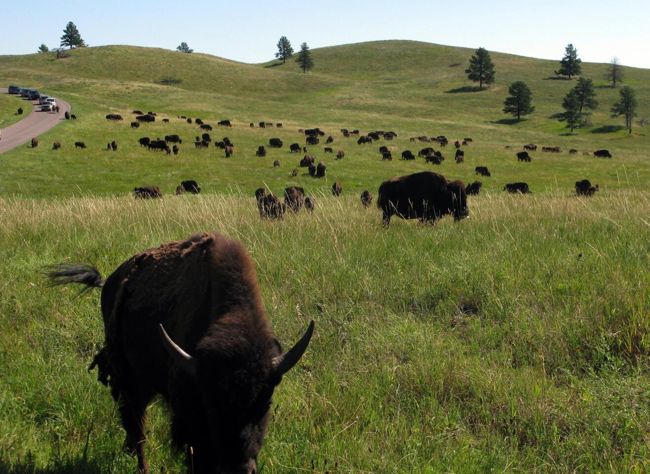Buffalos and more in South Dakota