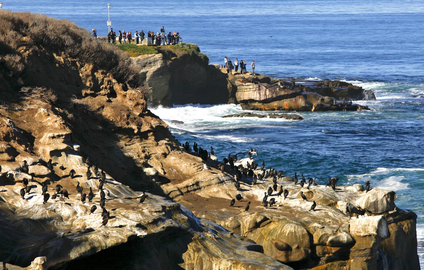 The beauty and tranquility of La Jolla Cove are flawed by the odor of the excrement left behind by the gulls, cormorants, pelicans and sea lions that perch on the rocks.
