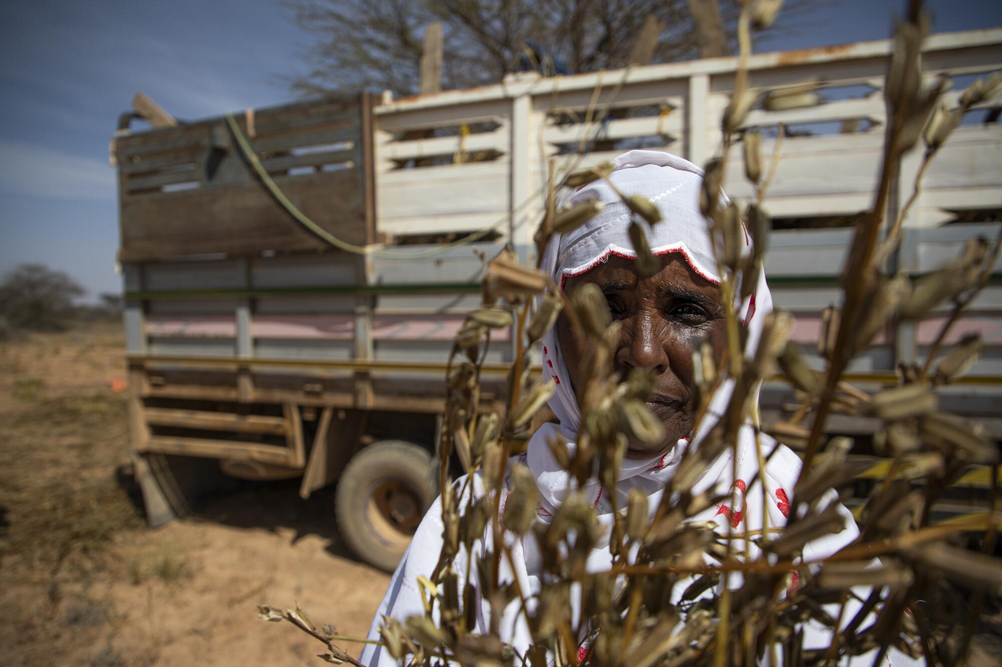 Faisa Abdi Alleh holds the remains of a sesame crop that was devastated by a swarm of desert locusts in late 2019.