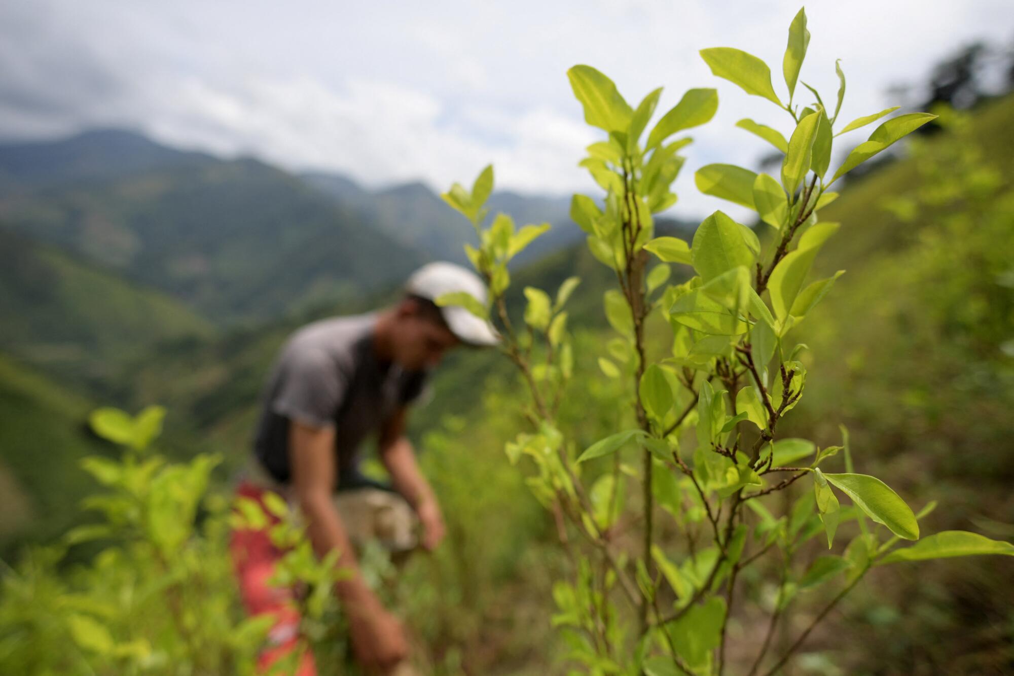 A raspachin, a coca leaf collector, works on a coca plantation 
