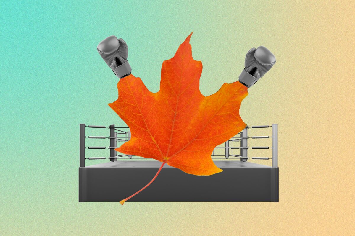 Illustration of a maple leaf with boxing gloves 