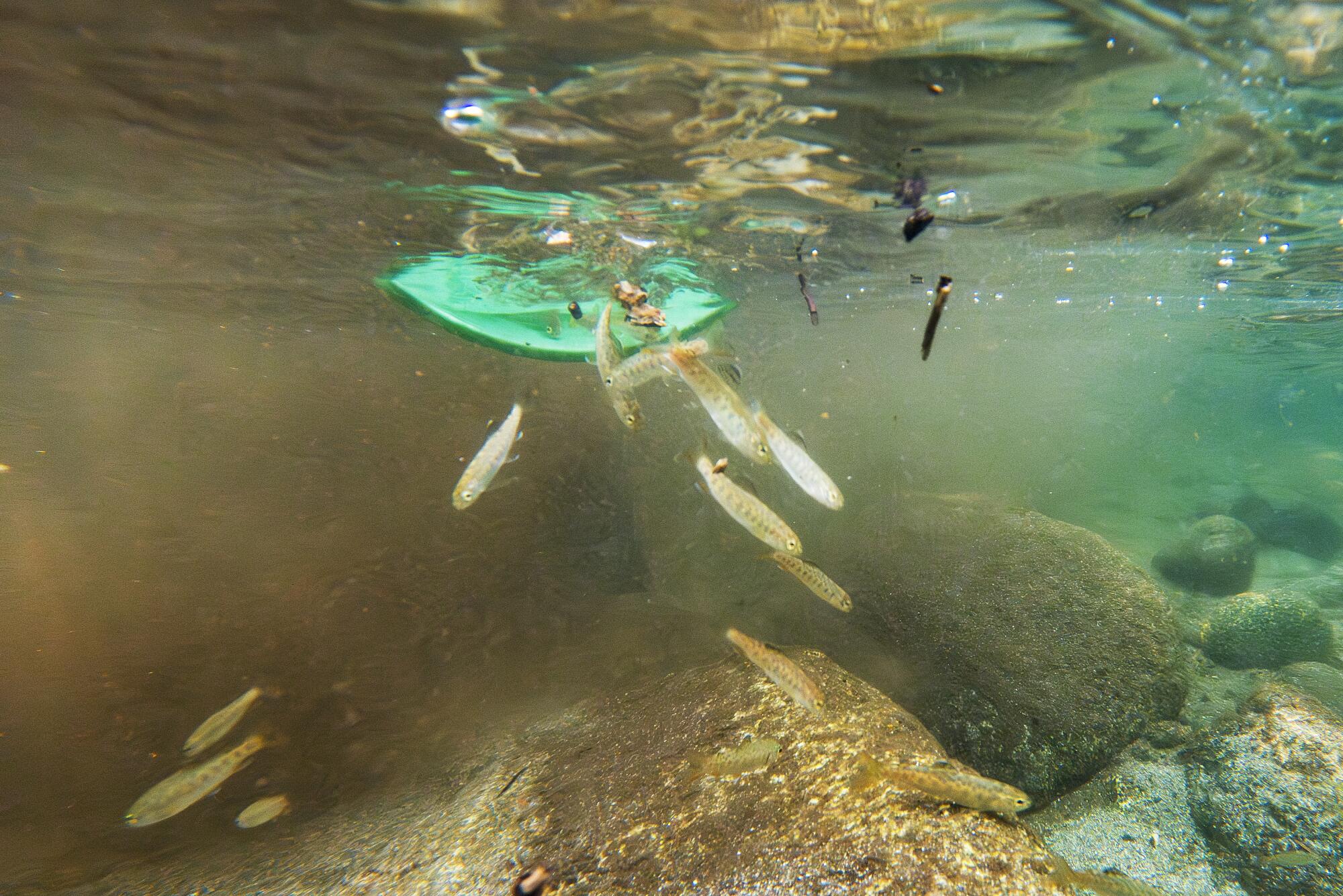 Juvenile steelhead trout are released back into the water after they were caught during a fish survey in Wooley Creek.