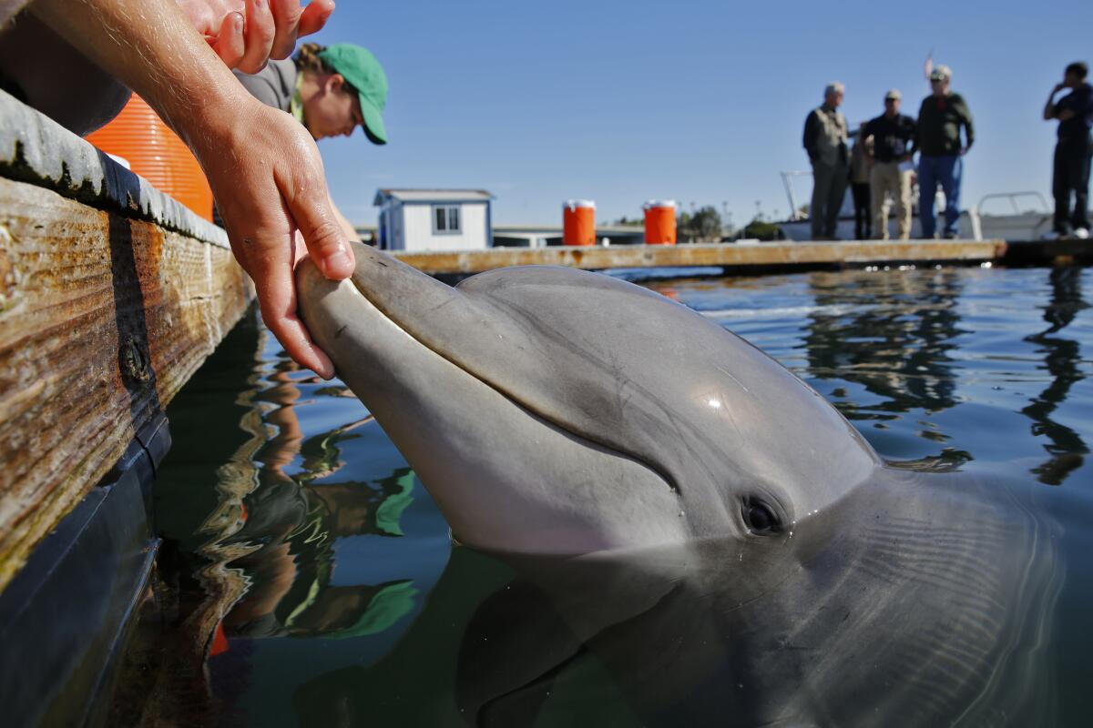 A human hand holding a dolphin in the water.