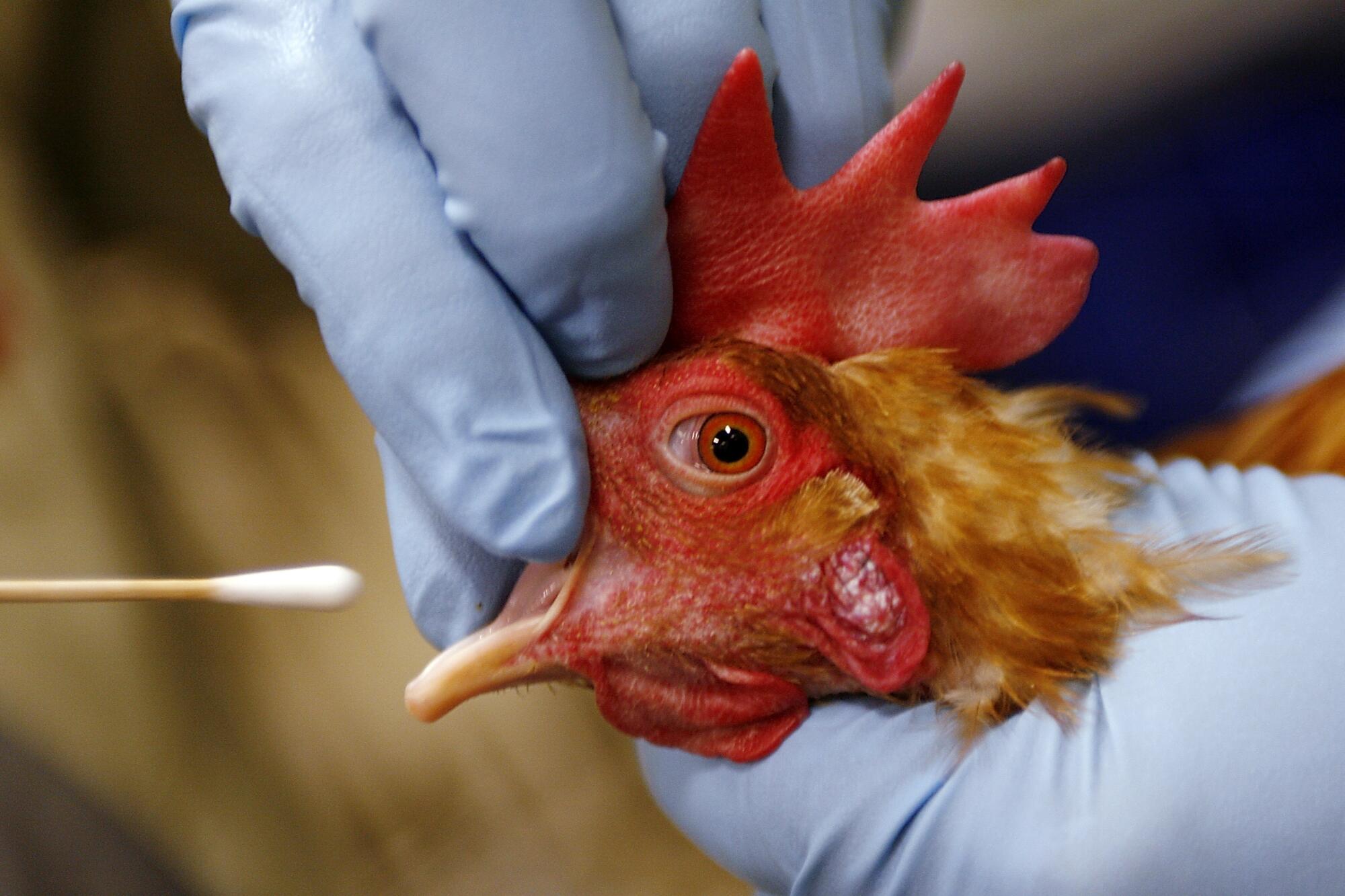A veterinary technician places a cotton swab inside the beak of a rooster.