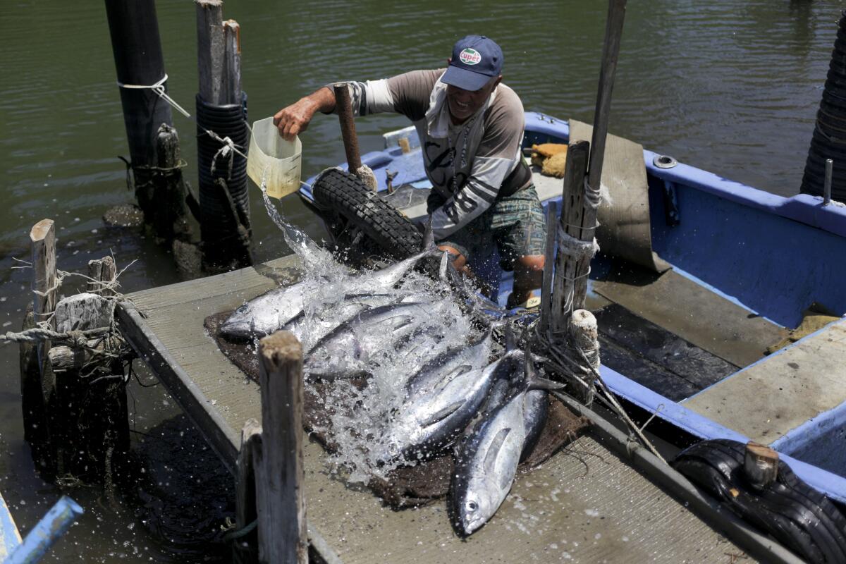 El pescador Rafael Rodríguez limpia los peces albacora que pescó durante el torneo de pesca 