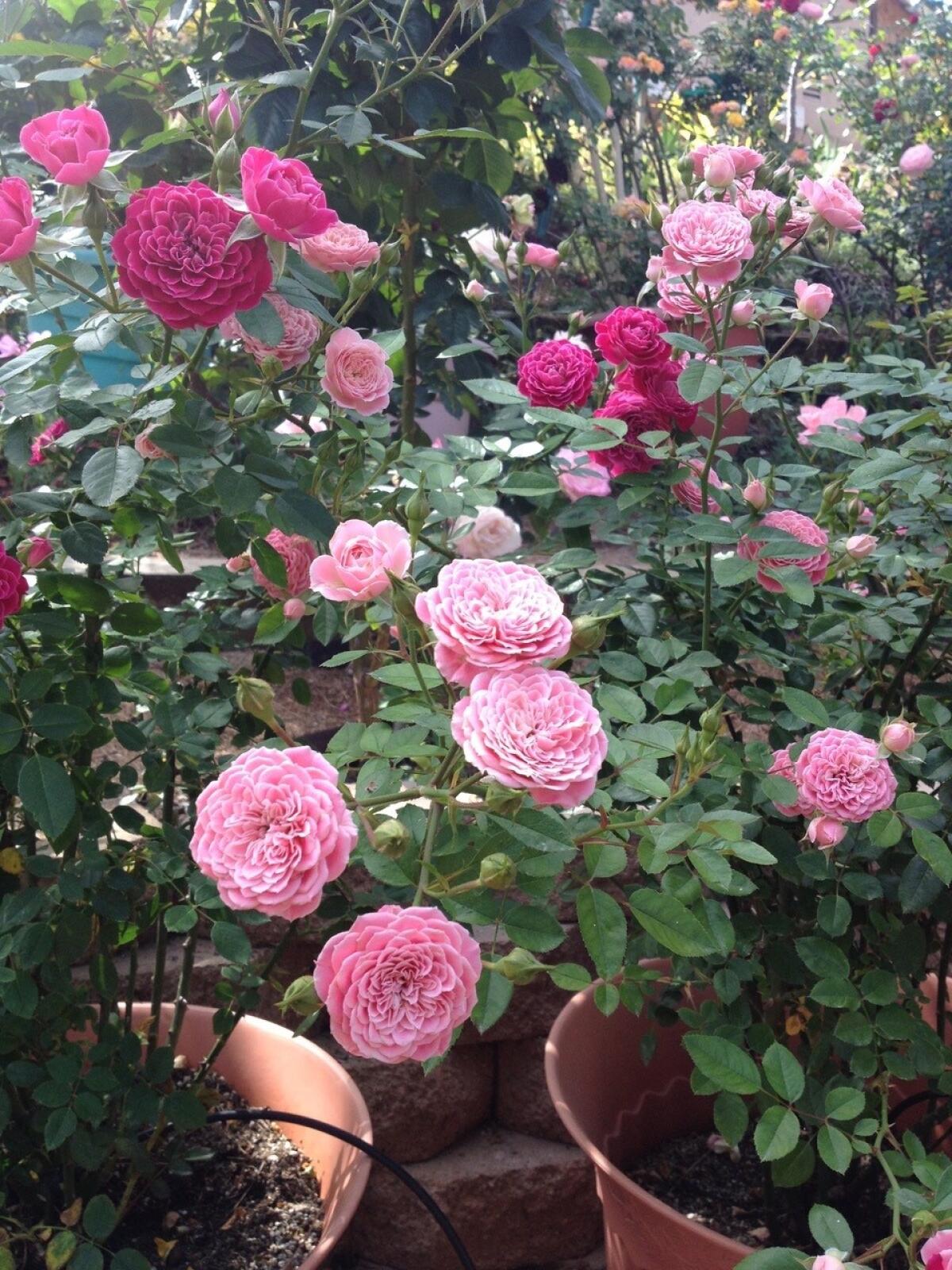 A Look at Our Favorite Roses for Containers