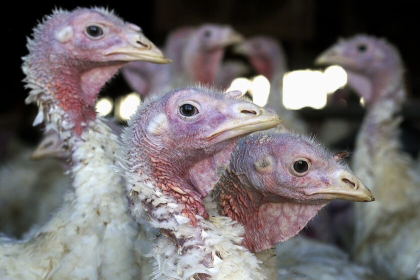 FILE - In this Nov. 2, 2005 file photo, turkeys are seen at a turkey farm near Sauk Centre, Minn. Bird flu has returned to Midwest earlier than authorities expected after a lull of several months, the Minnesota Board of Animal Health said Wednesday, Aug. 31, 2022, The highly pathogenic disease was detected in a commercial turkey flock in Meeker County of western Minnesota after the farm reported an increase in mortality last weekend. Tests confirmed the disease Tuesday evening. The flock was euthanized to stop the spread. (AP Photo/Janet Hostetter, File)