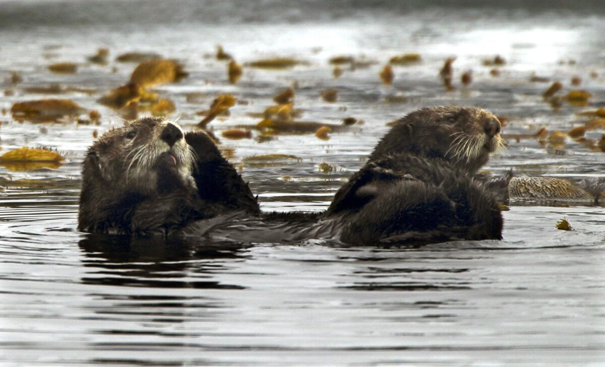 A pair of sea otters float around Monterey Bay last April. A $21,000 reward is being offered to find the person responsible for the shooting deaths of three California sea otters found last fall on a beach on the Monterey Peninsula.
