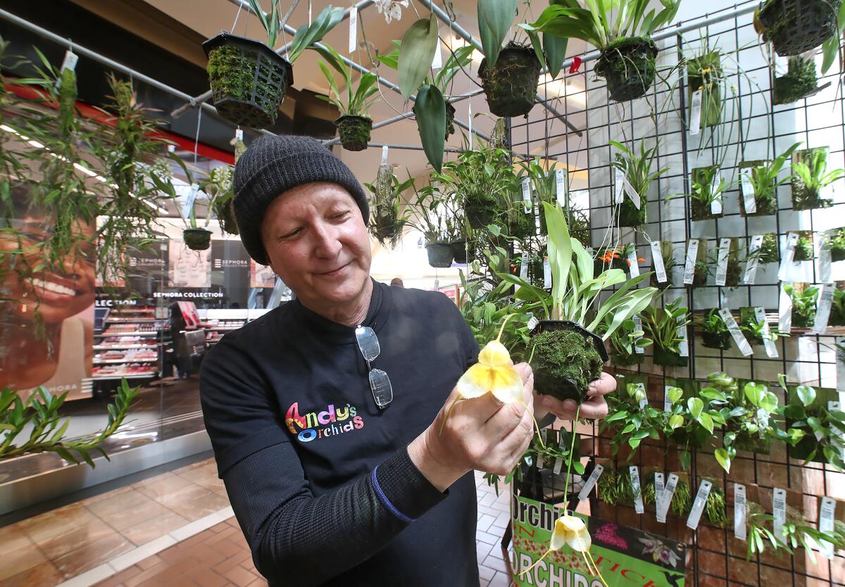 Andy Phillips of Andy's Orchids, shows a monkey face yellow orchid, one he says is very difficult to grow. 