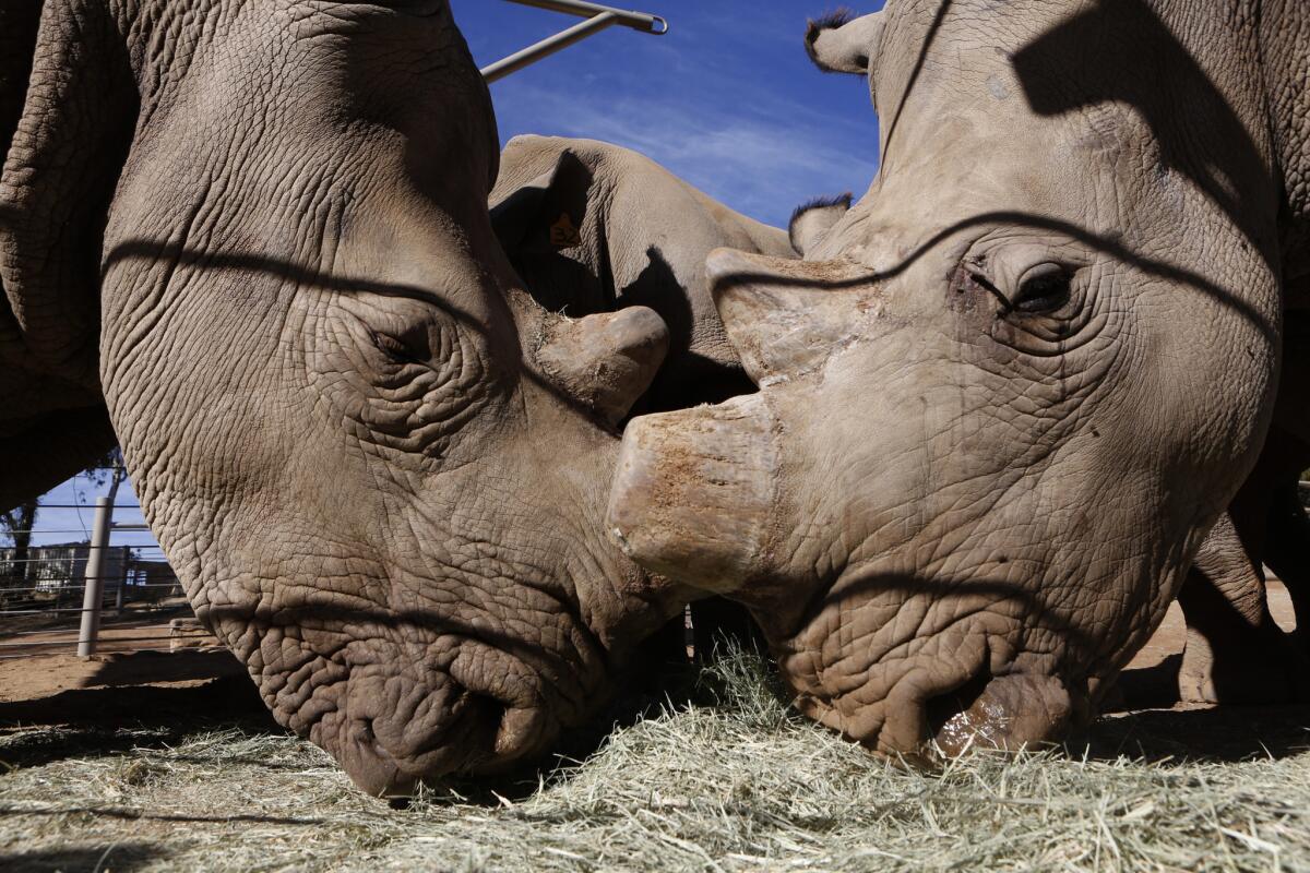 Six female southern white rhinos recently arrived at the San Diego Zoo Safari Park to be part of a conservation program aimed to help rhinos avoid extinction.