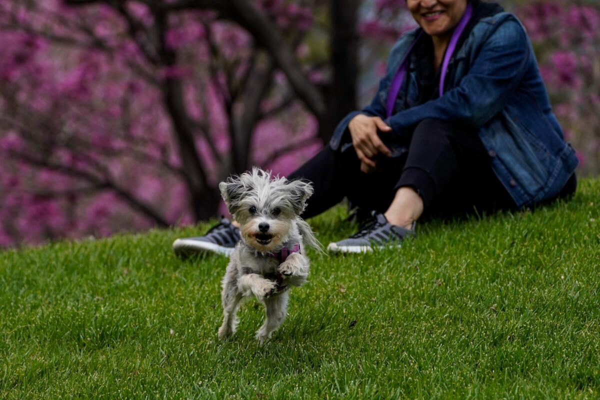 Lola gets some exercise with Abby Nieto at the Burbank Five Points Art Installation. 