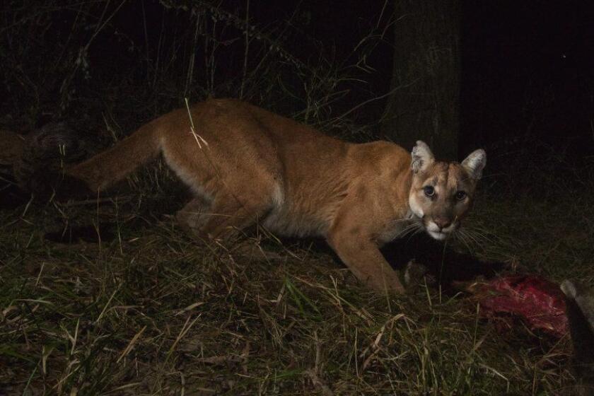 Mountain lion P-13 feeds in Malibu Creek State Park. A remote camera caught more than 350 shots of the mother and her two kittens feeding.