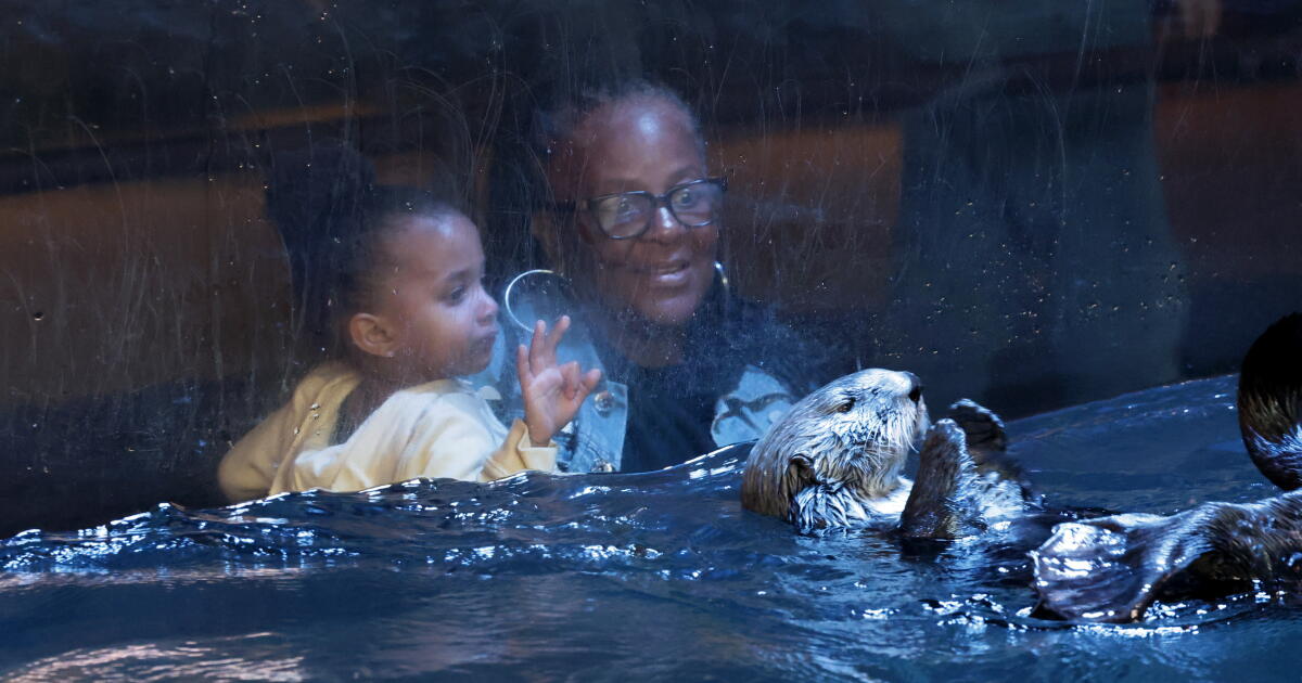 Long Beach aquarium rehabilitates otter pup using a surrogate mom
