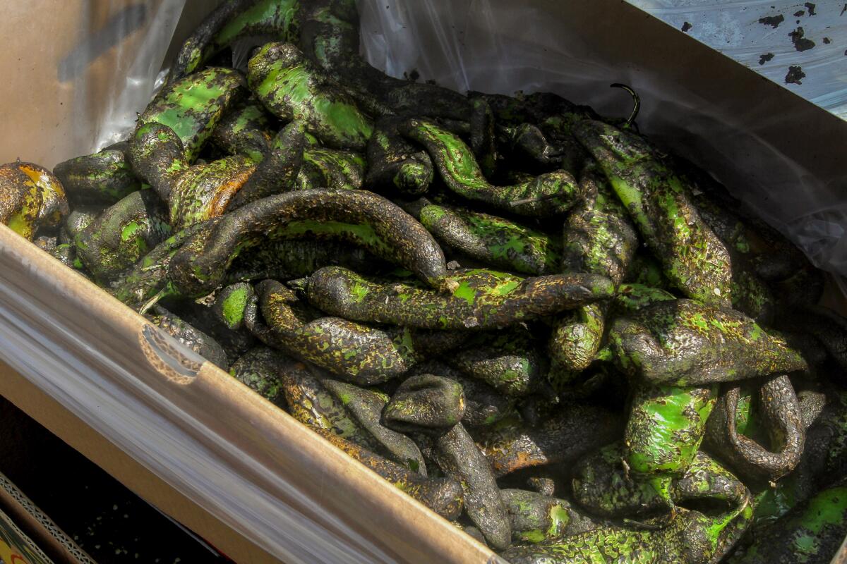 a container full of roastes green chiles