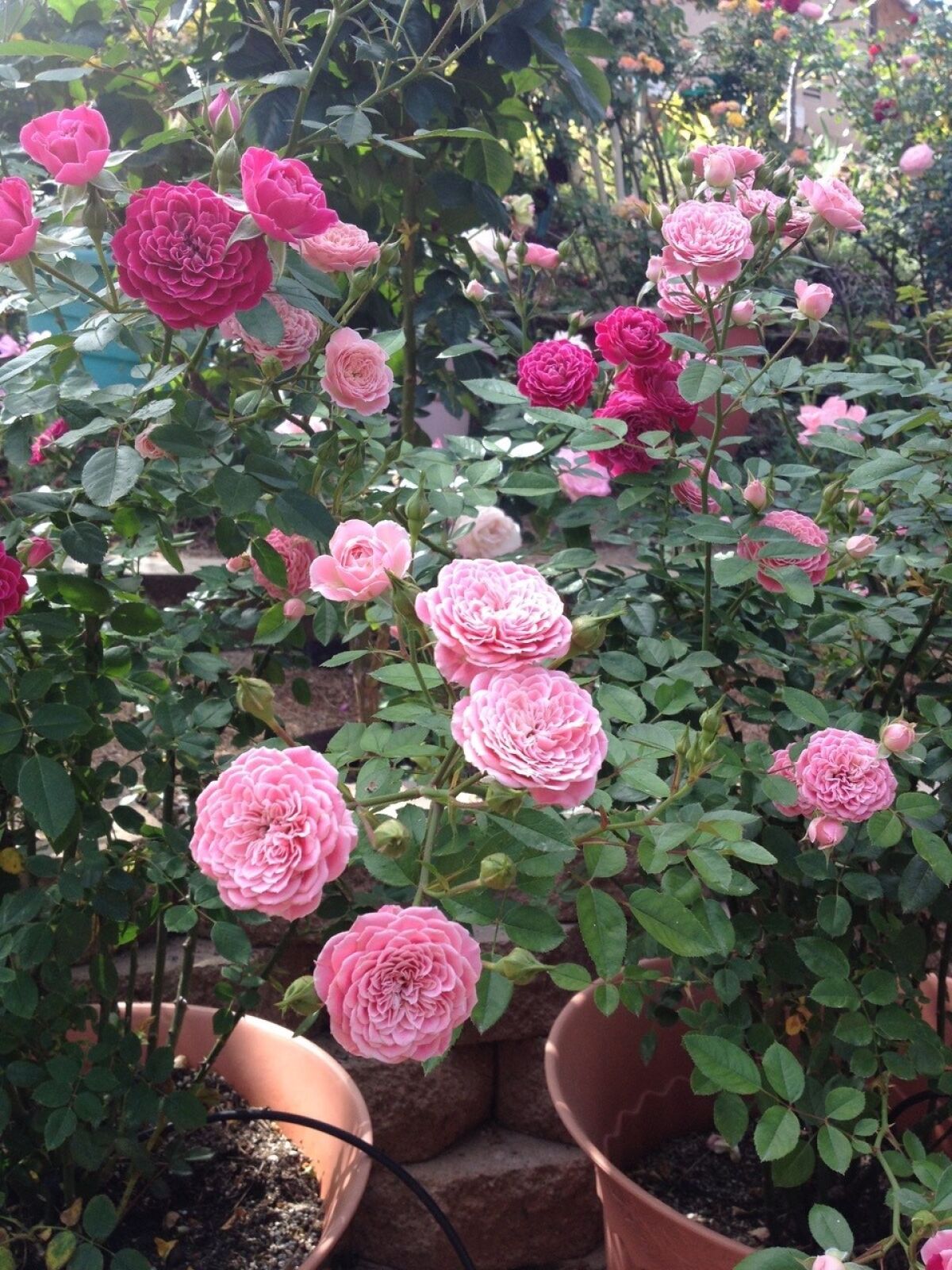 A hot pink miniature rose and a light pink rose are displayed side by side in containers.