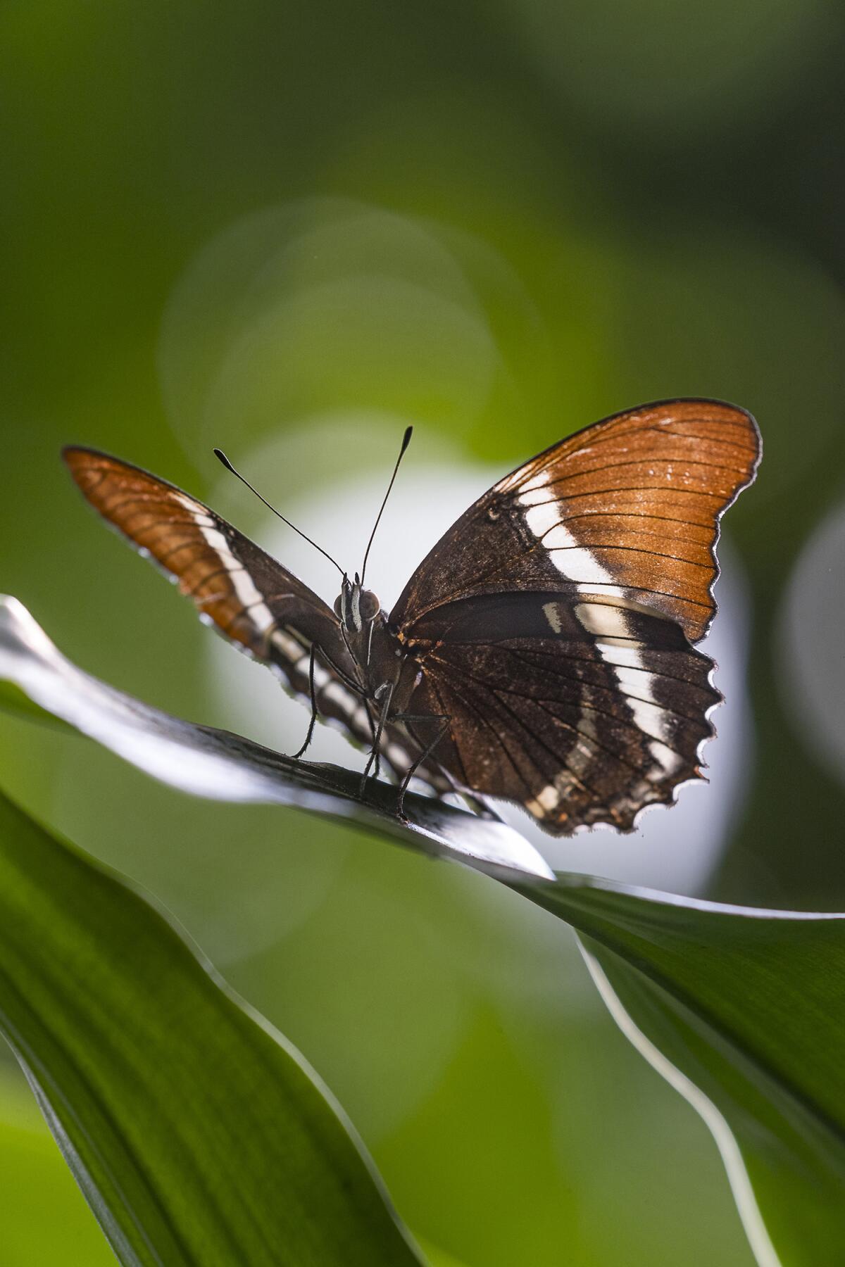 Cuenta con especies de arácnidos, crustáceos e insectos, incluyendo mariposas y polillas que vuelan libremente