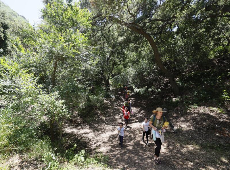 People walk through a trail lined with trees.