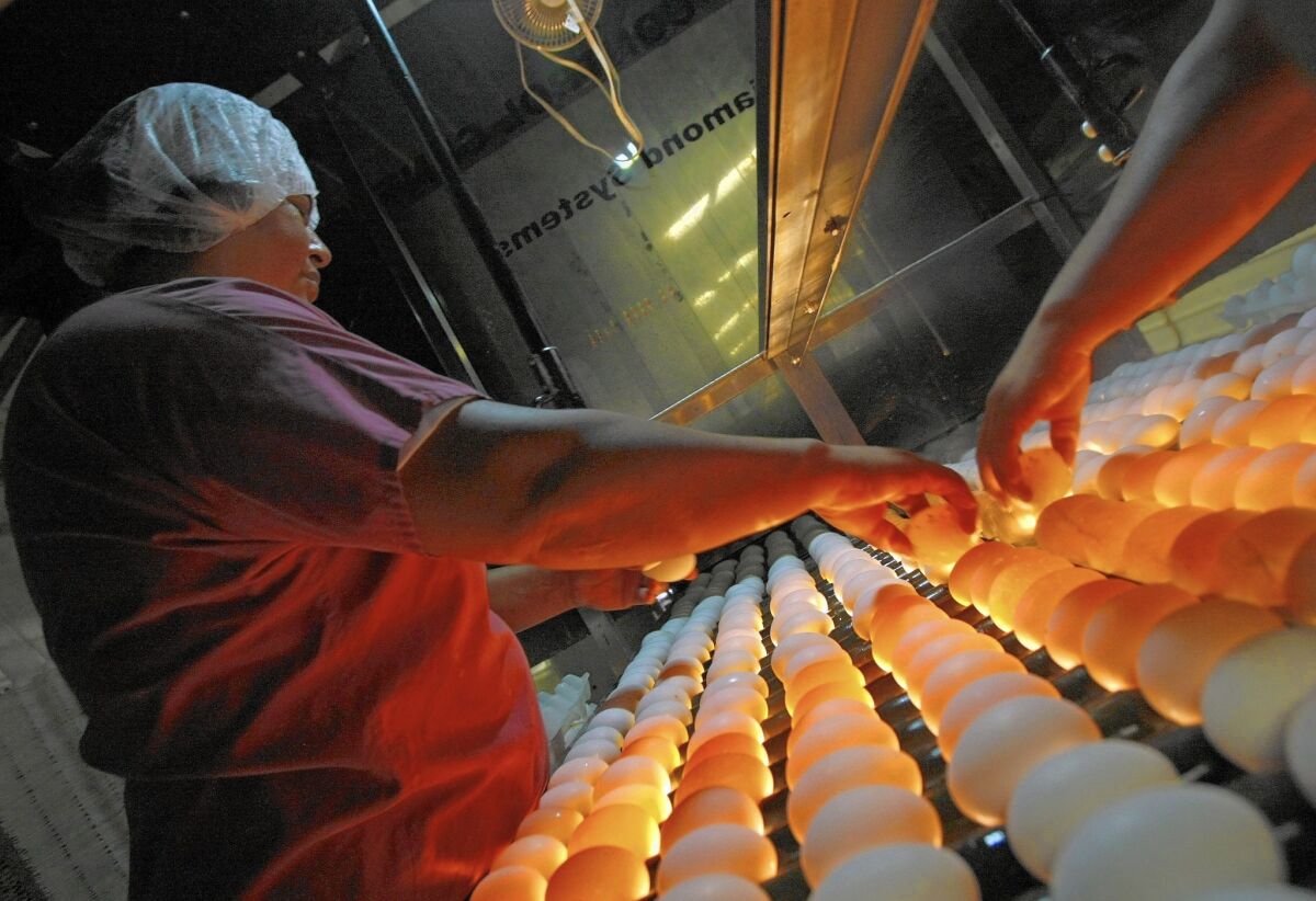 Aida Garcia looks for eggs with thin shells or other flaws on a lighted conveyor at Armstrong Egg Farms in Valley Center, Calif.