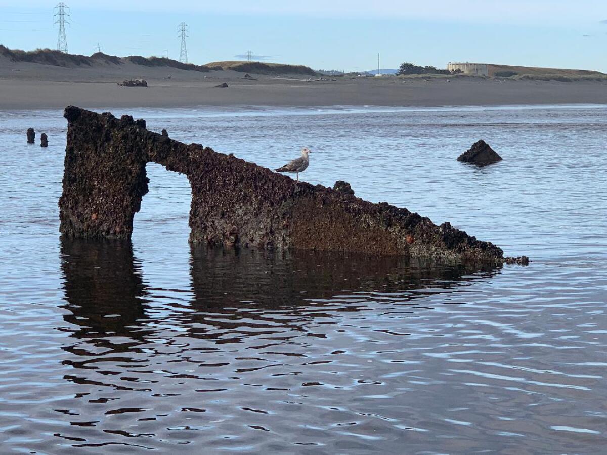 A seagull rests on the rusted hull of a ship that's sticking out of ocean water on a beach.