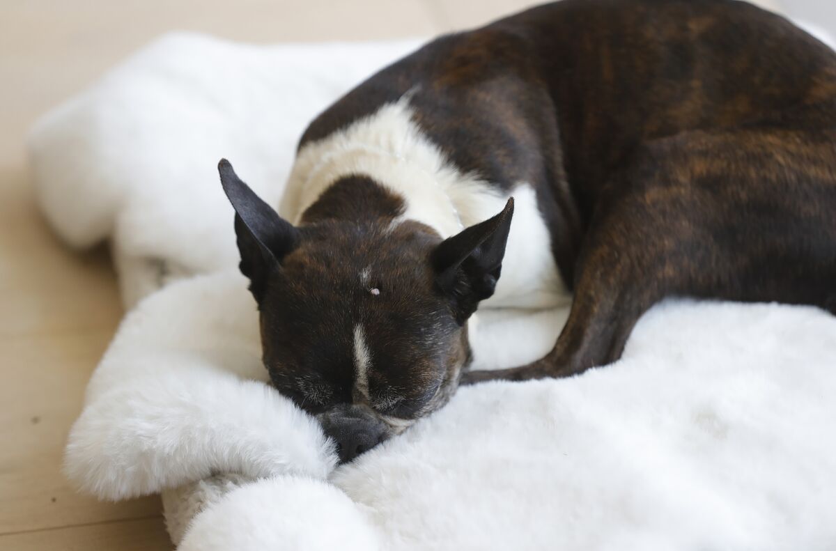 Pepper, a Boston terrier, was reunited with her family.