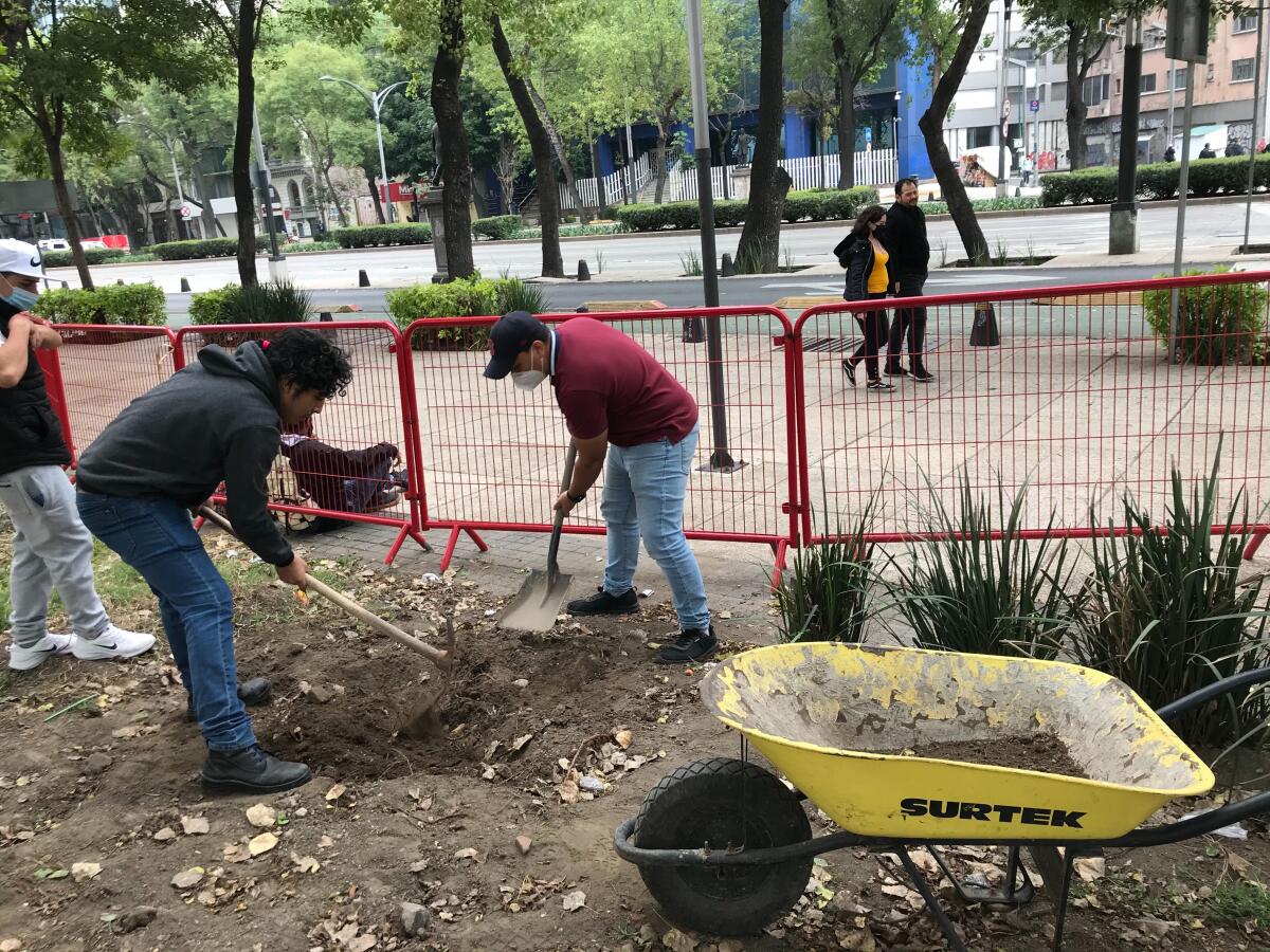 People at work at the cannabis garden steps from Mexico's Senate.