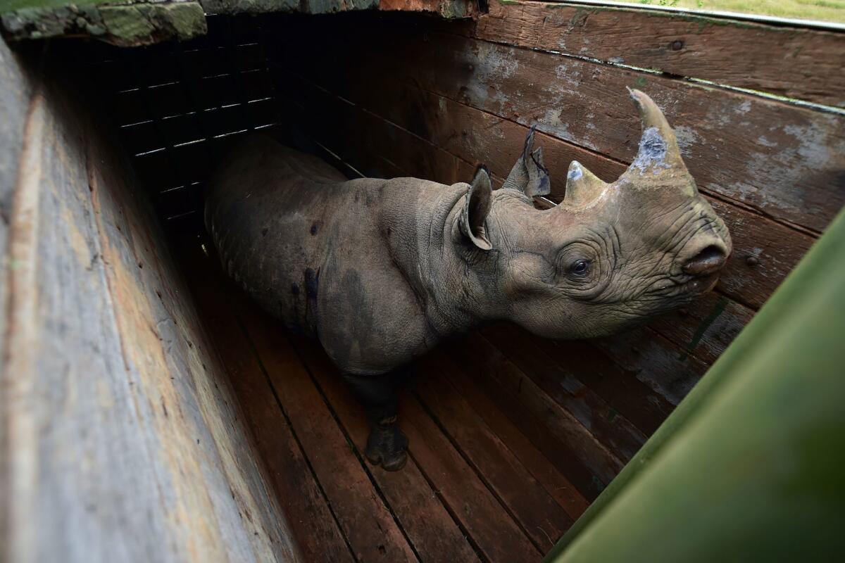 A female black rhinoceros is penned before being moved to Nairobi National Park in 2018. A woman in Orange County was sentenced for selling black rhino horns to China and Vietnam.