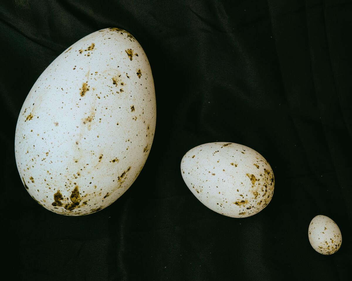 A giant egg, from left, a medium egg, and a normal-sized egg 