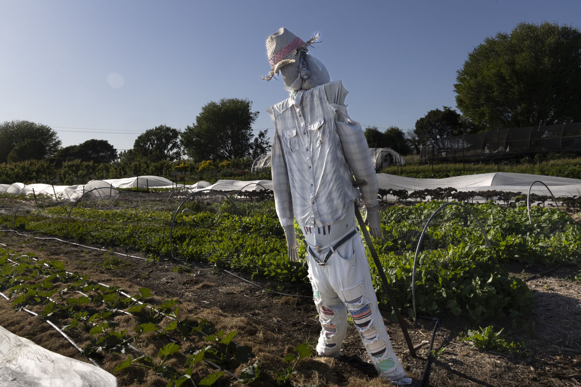 A scarecrow on Urban Tilth farm.
