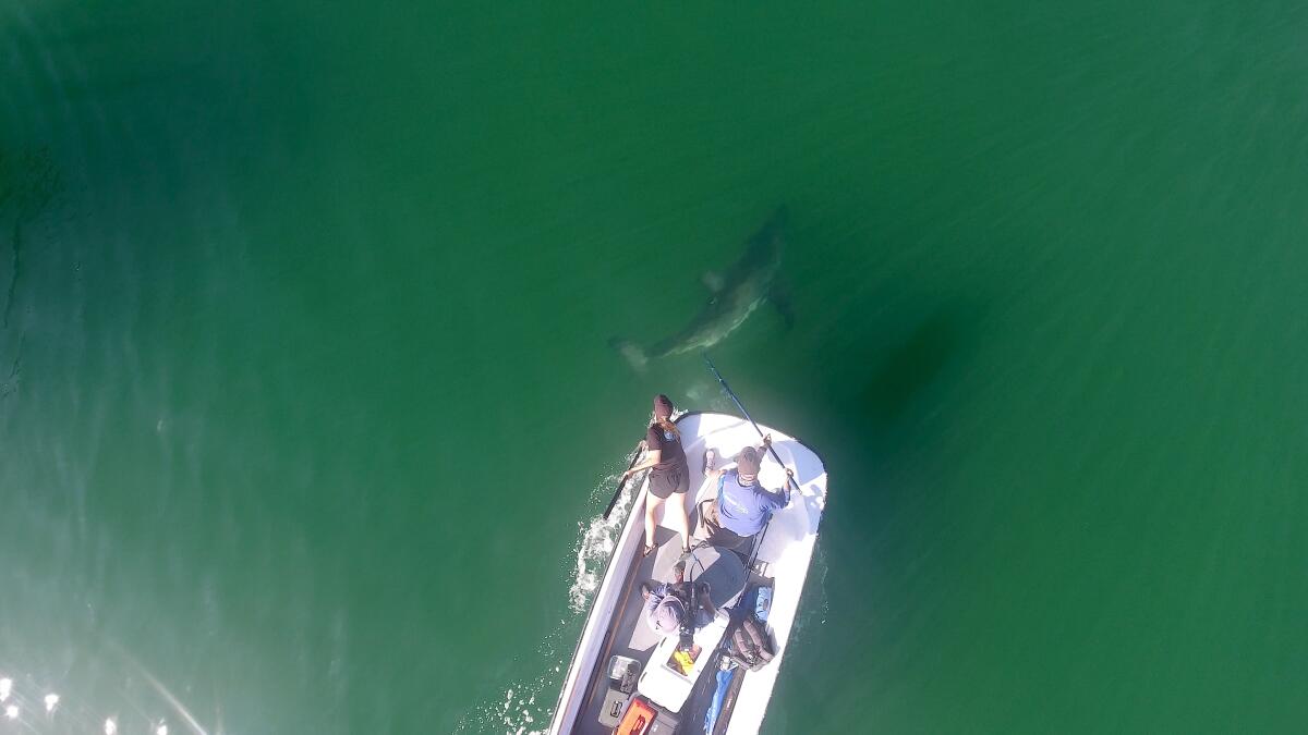 An aerial view shows a shark swimming near a boat as two people lean out to tag it.