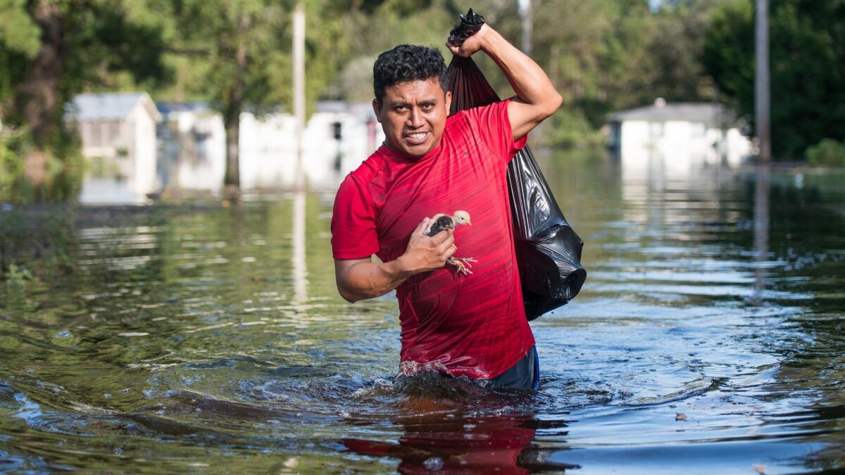 Luis Gomez rescues baby chicks from floodwaters caused by Hurricane Florence in Longs, S.C.