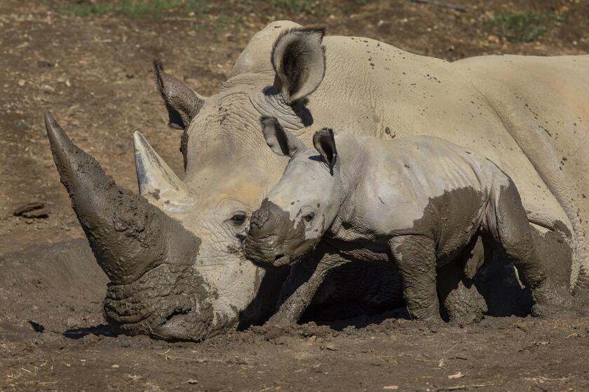 Neville al lado de su madre Livia, es uno de los mayores atractivos en el del Centro de Rescate de Rinocerontes Nikita Kahn del Safari Park de San Diego.